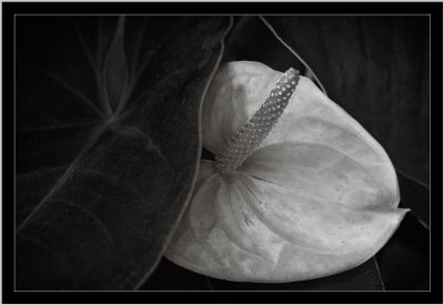 Flowers in B&W and monochrome