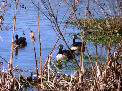 Canada Geese, Huntley Meadows, Alexandria, VA