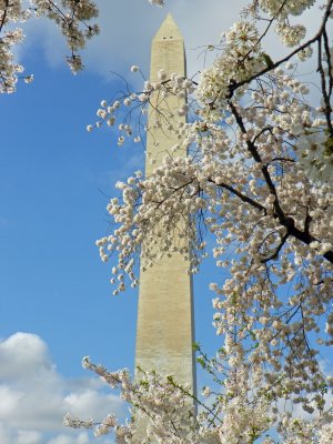 Washington Monument/Cherry Blossoms