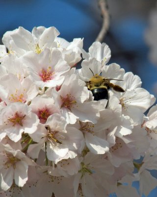 Cherry Blossoms and Bumblebee