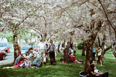 Tourists and Cherry Blossoms