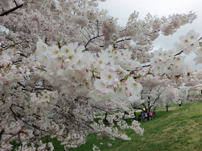 Cherry Blossoms