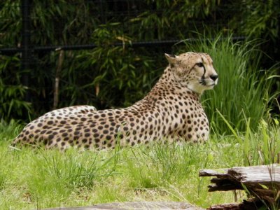 Cheetah, National Zoo, Washington, DC