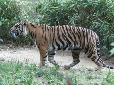 Tiger, National Zoo