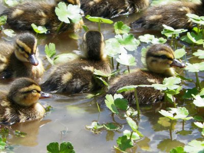 Baby Ducklings, Huntley Meadows Park