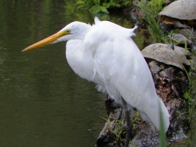 Egret, Huntley Meadows Park