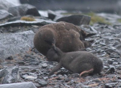 Skua taking penguin chick