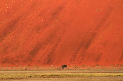 Springbok in foreground