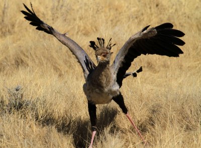 Bird Gallery