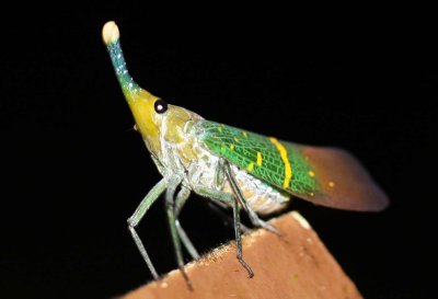 Borneo Insects