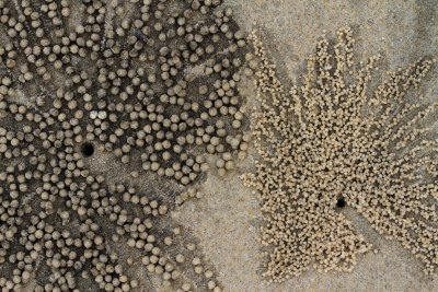 Crab Holes