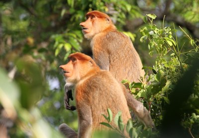 Borneo