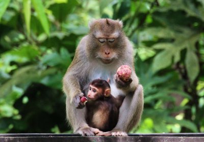 More Primates