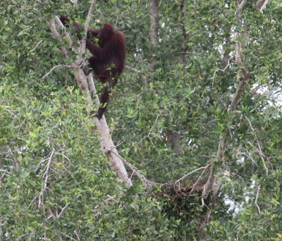 Orang leaving nest