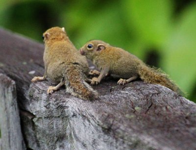 Pygmy Squirrels
