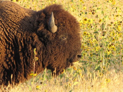 yellowstone_tetons_short