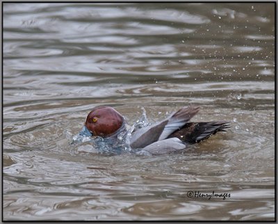 Red Headed Duck Bathing