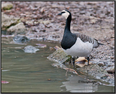 Barnacle Goose, A Rare Visitor!