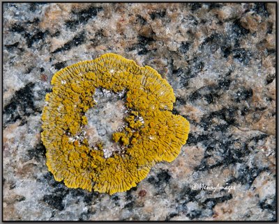 Lichens (3)