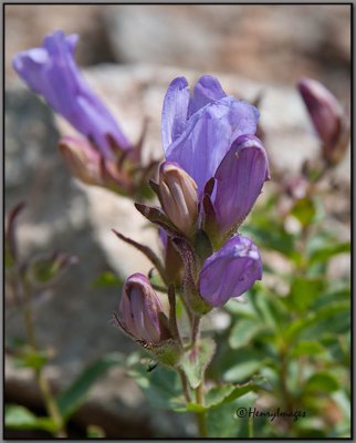 Alpine Flower (2)