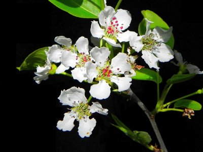 Asian Pear Blossoms