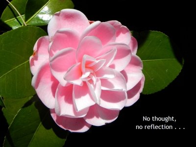 Tilopa Camellia