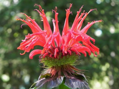 Bee Balm