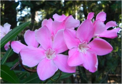 Oleander