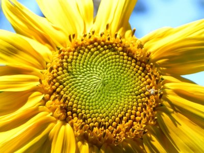 Sunflower '11