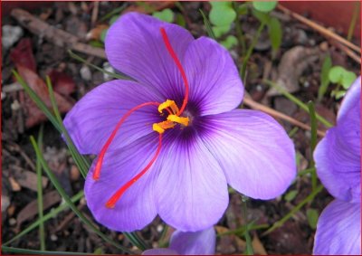 Saffron Crocus