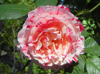 g4/79/738779/3/143183556.OxRQuI8a.jpg