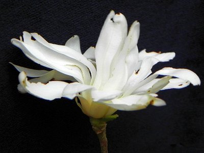 Star Magnolia