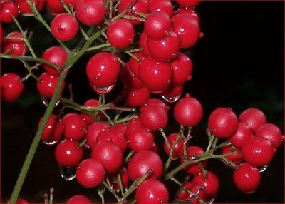 Tree Berries