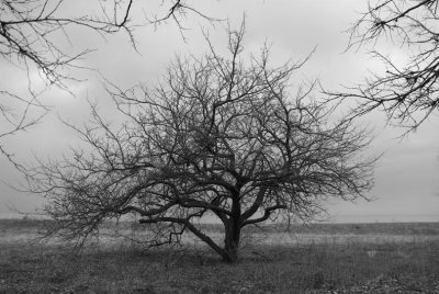Branch-up bw