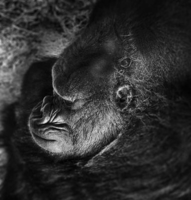 Gorilla Gorilla
