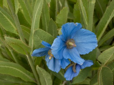 This a very blue Himalayan Poppy