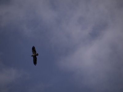 Immature bald eagle flying overhead...