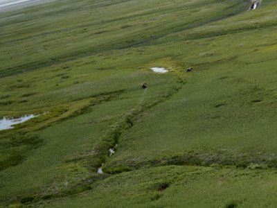 As we flew over grassland the pilot spotted some bears!