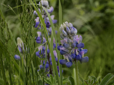 Lupines by the water