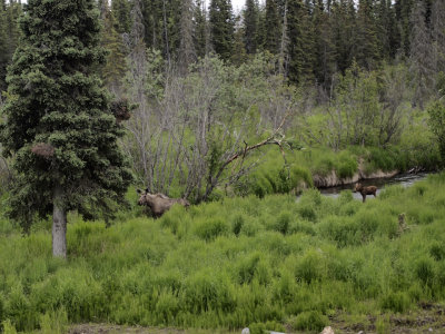 Mama moose and her baby wade in Dorothy's stretch of the creek...