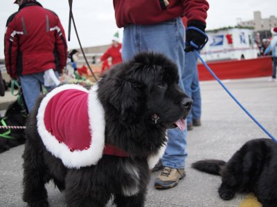 What a gorgeous coat Glory!