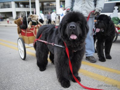 The GLNC at the 2011 Grand Rapids Santa Parade