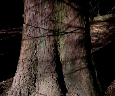 Branch Shadows