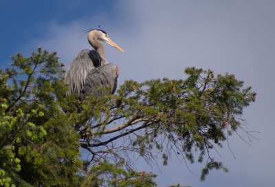 Blue Heron with Bee