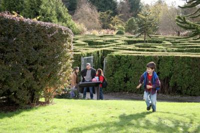 Maze with Monkey Puzzle Tree at center