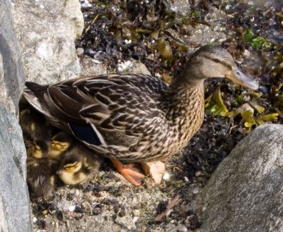 Family of ducks by the sea wall