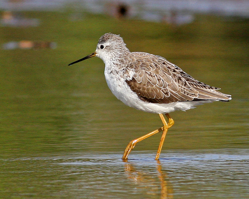 Tringa stagnatilis, Marsh Sandpiper