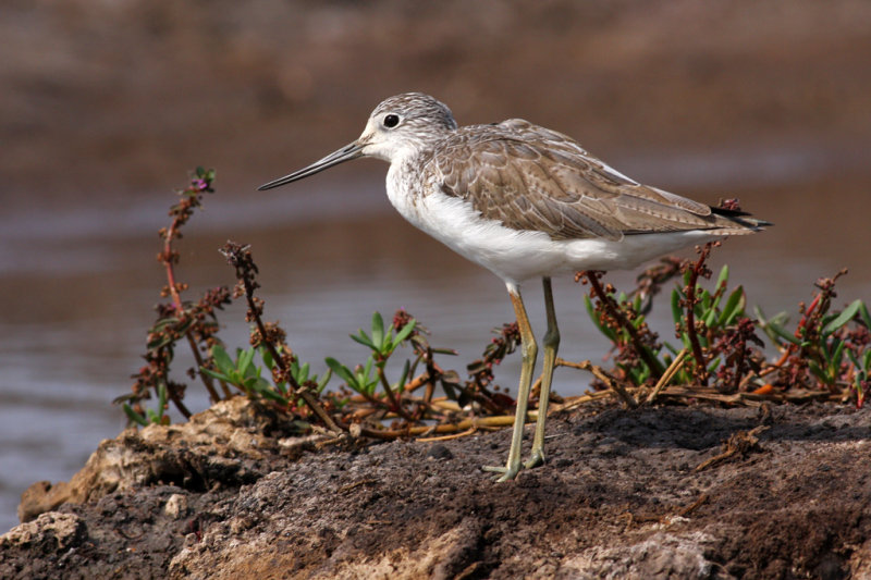 Tringa nebularia, Common Greenshank
