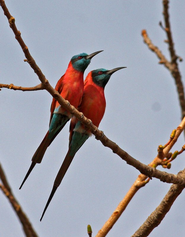 Merops nubicus, Northern Carmine Bee-eater