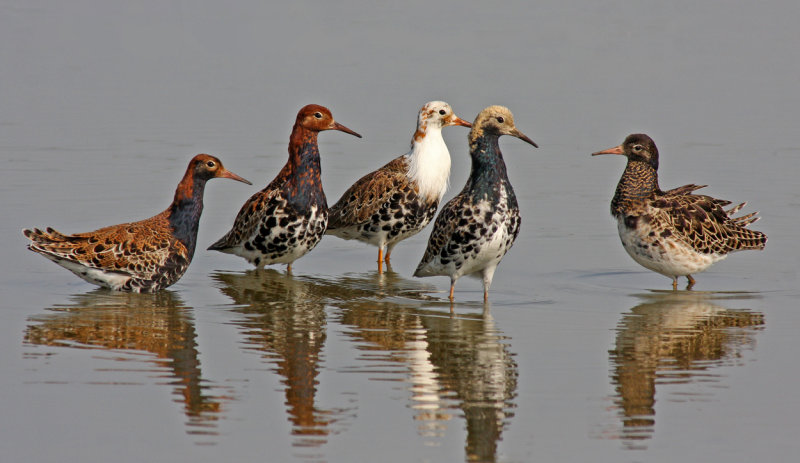 Calidris pugnax, Ruff